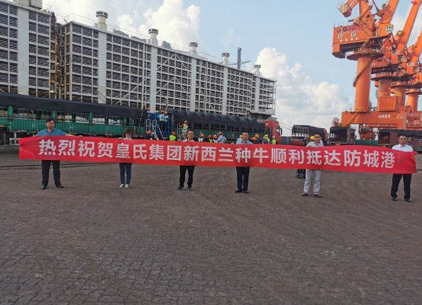 漂洋過海9000公里，優(yōu)質(zhì)新西蘭奶牛順利到港！